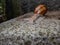 Roman Snail Helix moving on stone underground, tone in ton, selective focus