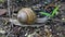 Roman snail Helix pomatia