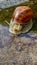 Roman snail, Helix pomatia, Burgundy snail, edible snail or escargot navigating a puddle