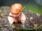 Roman Snail - Helix pomatia outdoor