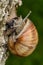 Roman Snail (Helix pomatia, Weinbergschnecke) crawling up a tree trunk