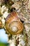 Roman Snail (Helix pomatia, Weinbergschnecke) resting on a tree trunk to protect for the sun