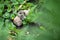 Roman snails  - helix pomatia - mating in the garden