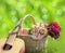 Romance, love, valentine`s day concept - wicker basket with bouquet of flowers, guitar on the grass