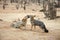 Romancing Atacama Desert foxes