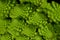 Romanesco also known as Roman cauliflower, Broccolo Romanesco, Romanesque cauliflower, species Brassica oleracea