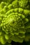 Romanesco broccoli (Brassica oleracea)