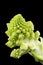 Romanesco Broccoli Floret on Black Background