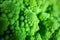 Romanesco broccoli is natures fractal design pattern