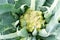 Romanesco broccoli variety of cauliflower mixture - beautiful geometric structure in the vegetable garden new harvest