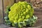 Romanesco cauliflower