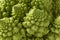 Romanesco cauliflower close up