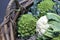 Romanesco cauliflower with its fractal shapes and Fibonacci sequences in focus, and cabbage leaves in the background.