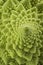 Romanesco Florets in a logarithmic spiral