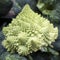 Romanesco green cabbage on counter for sale at Borough Market