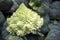 Romanesco green cabbage on counter for sale at Borough Market