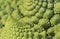 Romanesque cabbage detail