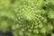 Romanesque cauliflower close up
