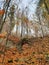 Romania, Baiului Mountains, Old bridge in the forest.