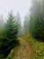 Romania, Ceahlau Mountains, forest in the fog.