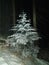 Romania, Ceahlau Mountains, The snowy tree.