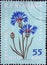 Romania - Circa 1959: a postage stamp printed in the Romania showing flowering flora from Romania: Centaurea cianus