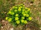 Romania, Persani Mountains, Magura Codlei Peak, cushion spurge flower.