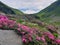 Romania, Rodnei Mountains, Iezer Valley. Rhododendron flower.