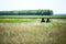 Romanian army soldiers stay in a  a field, on a sunny summer day during a drill