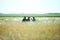 Romanian army soldiers stay in a  a field, on a sunny summer day during a drill