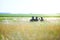 Romanian army soldiers stay in a  a field, on a sunny summer day during a drill