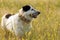 Romanian beautiful shepherd dog