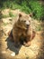 The Romanian brown bear.