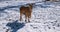 Romanian brown goat in snow