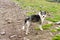 Romanian Carpathian Shepherd Dog