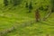 Romanian hillside and village in summer time