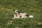 Romanian mioritic shepherd dog