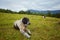 Romanian Mioritic Shepherd Dog laying on grass