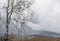 Romanian mountains range with pine forest and fog, winter time