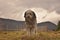 Romanian myoritic shepherd dog portrait.