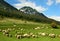 Romanian sheep husbandry, Carpathian mountains