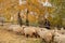 Romanian shepherd in country side of Carpathian mountains