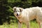 Romanian shepherd dog closeup