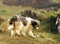 Romanian Shepherd Dog in a mountain village.