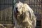 Romanian shepherd myoritic dog
