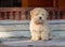 Romanian shepherd puppy