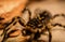 Romanian Tarantula Wolf Spider