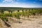 Romanian wineyard hills