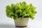 Romano Lettuce Growing In White Pot On White Background. Generative AI