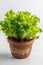 Romano Lettuce Growing In White Pot On White Background. Generative AI